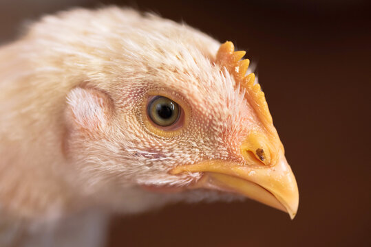 Portrait of a white broiler chicken