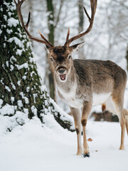 Smiling deer in winter forest. 