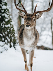 Deer in winter forest. Snow covered woodland.