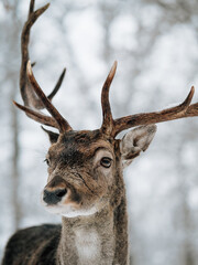 Deer in winter forest. Snow covered woodland.