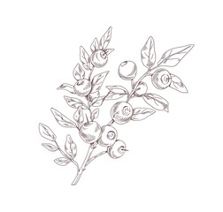 Blueberry branch sketch. Outlined botanical drawing of wild bilberry in vintage style. Detailed plant with berries and leaves. Hand-drawn vector illustration of wimberry isolated on white background - obrazy, fototapety, plakaty