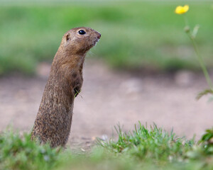 Ground squirrel Spermophilus citellus European, curious in the grass