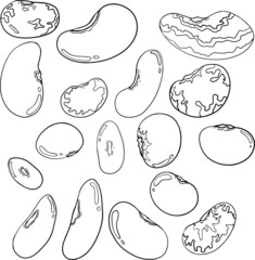 Pods and beans. Hand drawn sketch on white background. Beans and pods illustration for your design.