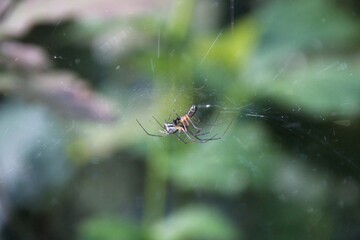 spider on the web