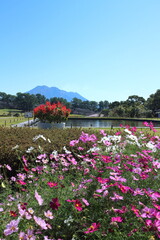 コスモスの先に見える桜島の景色