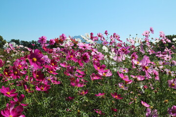 コスモスの奥に見える桜島の山頂