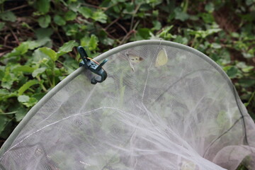 網の中で羽化したモンシロチョウ
