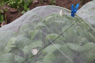 野菜の防虫網の中にいる蝶々
