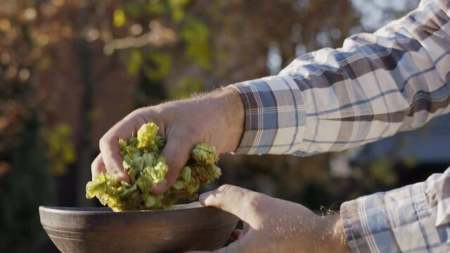 Ripe beer hop cones fall out of a farmer hand on a blur nature background. Great beer background for your advertising