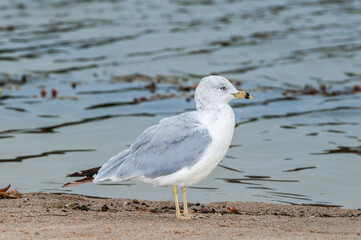 Ring-billed Gull (Larus delawarensis) in Bolsa Chica Ecological Reserve, California, USA