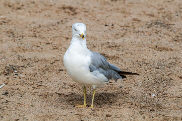 Ring-billed Gull (Larus delawarensis) in Bolsa Chica Ecological Reserve, California, USA