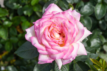 Gallic rose