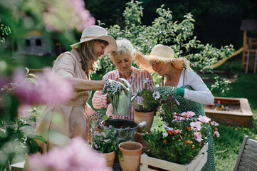 Happy senior women friends planting flowers together outdoors, community garden concept.