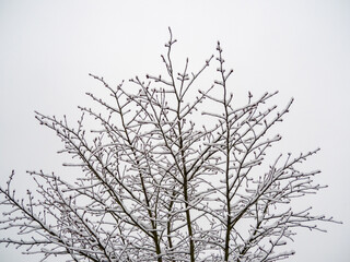 Branches of trees in the snow.