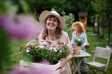 Senior woman florist carrying crate with planted flowers outdoors in garden, community garden concept.