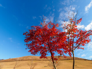 Obraz na płótnie Canvas 紅葉と若草山の風景