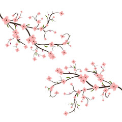 Sakura blossom branch, Falling petals, flowers. Isolated flying realistic japanese pink cherry or apricot floral elements fall down vector background. Cherry blossom branch, flower petal