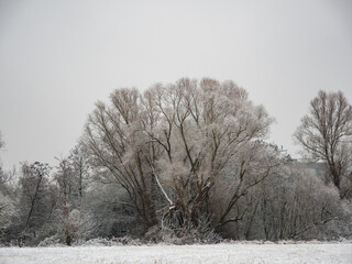 trees in the snow close-up.