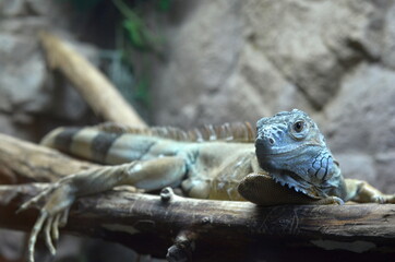 iguana on a branch