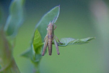 grasshopper on a leaf