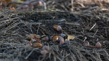 acorns fallen on dry yellow grass
