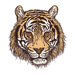 Tiger animal face. Tiger head portrait hand-drawn in ink. Realistic fur striped. Predator wildcat. Big cat head on a white background.