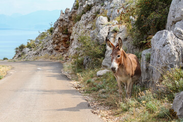 A donkey alone in the landscape of Lake Skadar