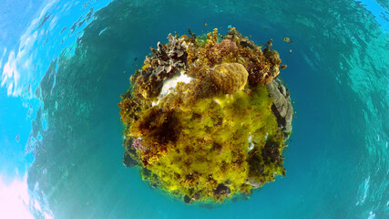 Tropical coral reef seascape with fishes, hard and soft corals. Underwater video. Philippines.