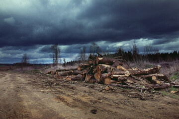 Deforestation and illegal logging. Felling of trees. Stacks of sawn wood. Wood logs, timber...