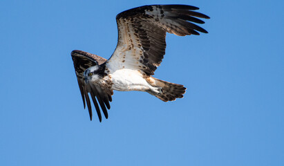 Obraz premium 羽ばたくミサゴ