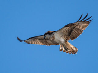 羽ばたくミサゴ