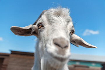 portrait of a bearded goat on a farm. close-up