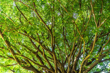 The branches and leaves of a large tree