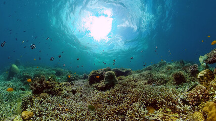 Underwater tropical colourful soft-hard corals seascape. Underwater fish reef marine. Philippines.