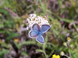 Blue butterfly on plants in a natural setting