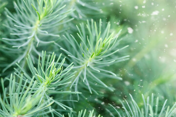 Coniferous tree branches, background with selective focus