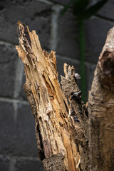 rotten wood. Brittle piece of wood decayed by woodworms