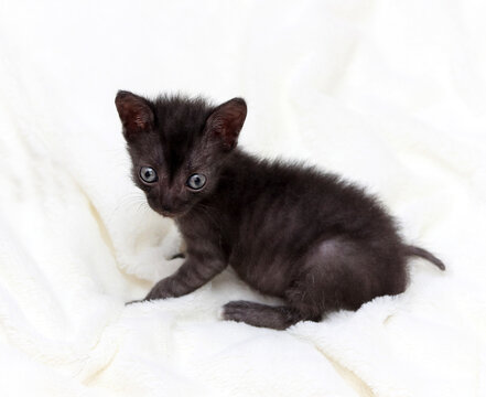 Lykoi, a dark kitten of wild breed.