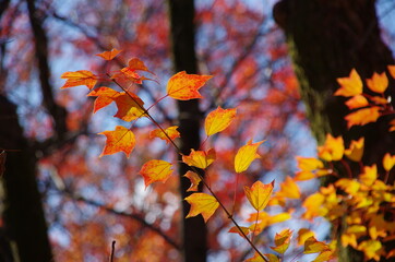 木漏れ日に光る紅葉