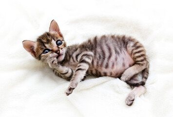 Striped kitten on a light background