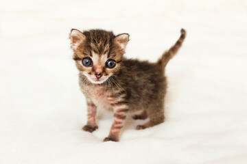 Striped kitten on a light background
