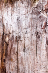 Wood texture, wooden natural trunk background