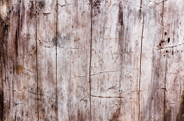 Woody natural tree trunk background