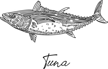 Sketchy hand-drawn vector illustration.Tuna Sketchy tuna fish Tuna - Animal stock vector.