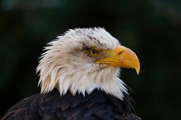 close up of bald eagle head