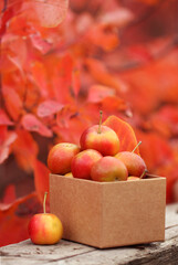 Small wild apples in a box on a background of autumn nature