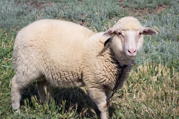 White sheep stands in grass pasture breeding © Vera Verano
