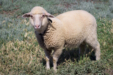 Obraz premium White sheep stands at pasture breeding