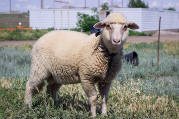 Fototapeta premium White sheep stands on grass pasture breeding