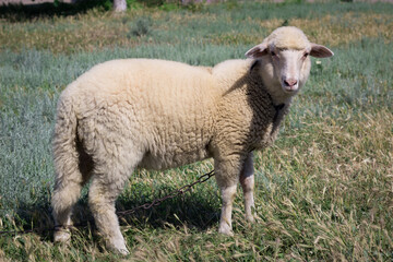 Naklejka na ściany i meble White sheep breeds standing at green pasture